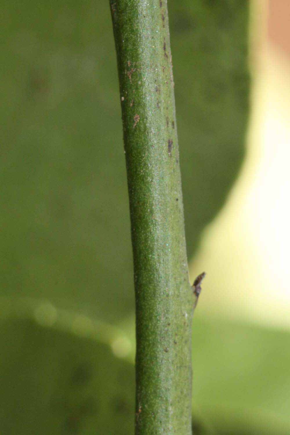            First year twig (Riverside, CA)   